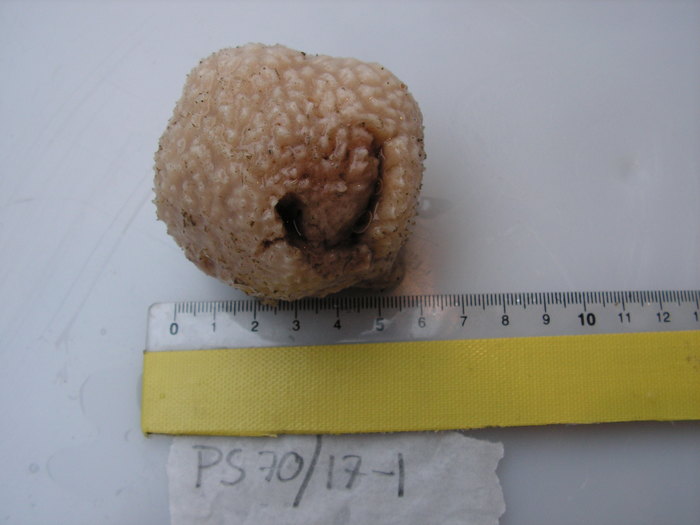 Holotype Holotype
