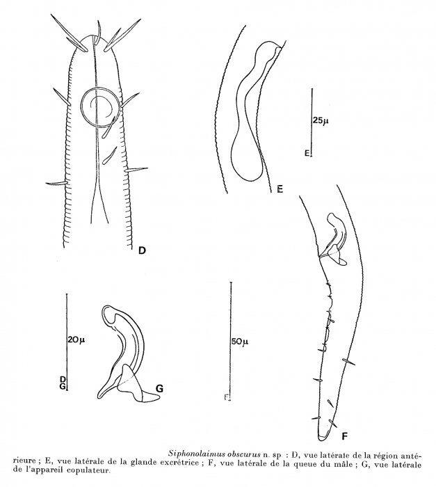 Siphonolaimus obscurus Boucher & Helléouët, 1977