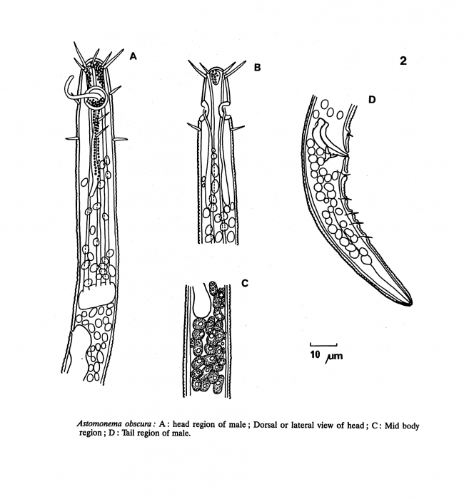 Astomonema obscurum (Boucher & Helléouët, 1977) Vidakovic & Boucher, 1987