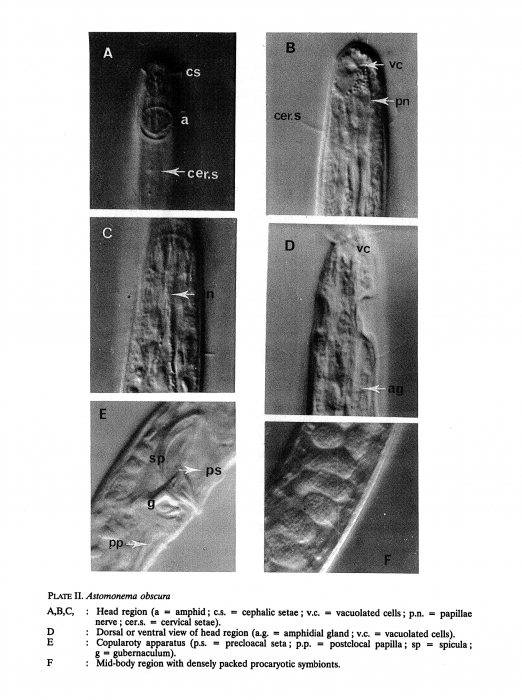 Astomonema obscurum (Boucher & Helléouët, 1977) Vidakovic & Boucher, 1987 Astomonema obscurum (Boucher & Helléouët, 1977) Vidakovic & Boucher, 1987