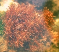 Rhodophyta (red algae)