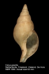 Colus gracilis