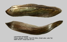 Lanceolaria lanceolata
