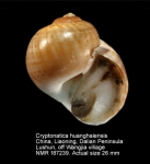 Cryptonatica huanghaiensis