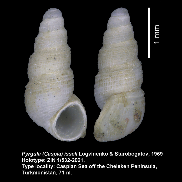 Pyrgula (Caspia) isseli Logvinenko & Starobogatov, 1969