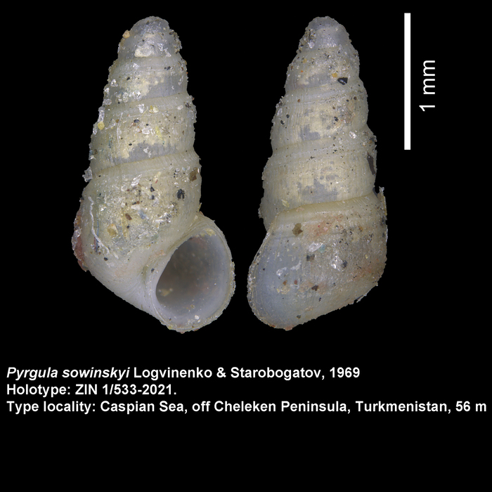 Pyrgula sowinskyi Logvinenko & Starobogatov, 1969