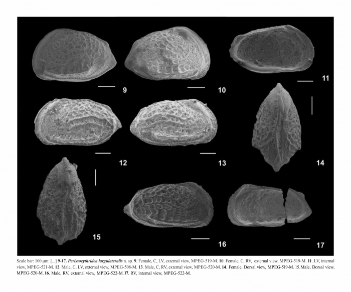 Perissocytheridea largulateralis