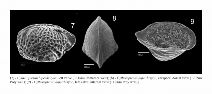 Cytheropteron hyperdictyon