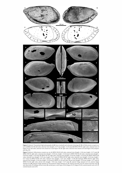 Pellucistoma curupira