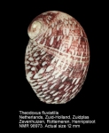 Theodoxus (Theodoxus) fluviatilis