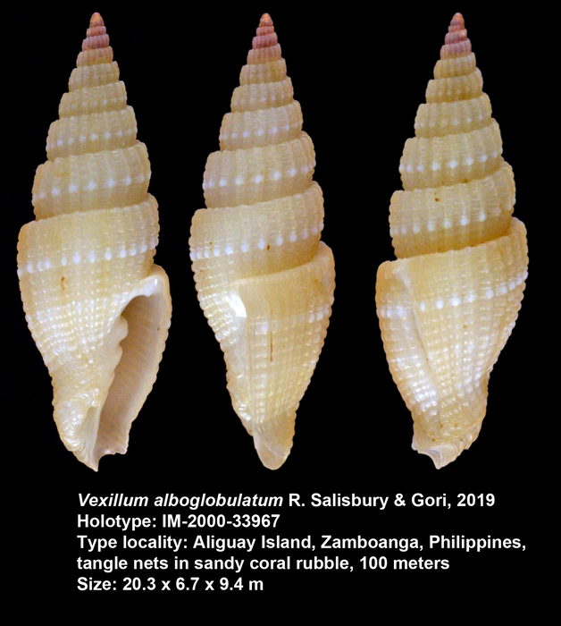 Vexillum alboglobulatum R. Salisbury & Gori, 2019