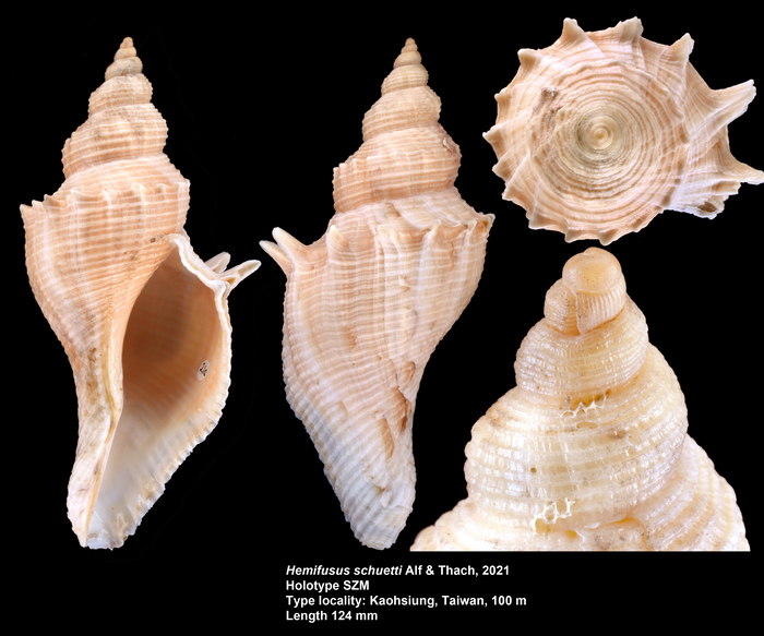 Hemifusus schuetti Alf & Thach, 2021 Hemifusus schuetti Alf & Thach, 2021
