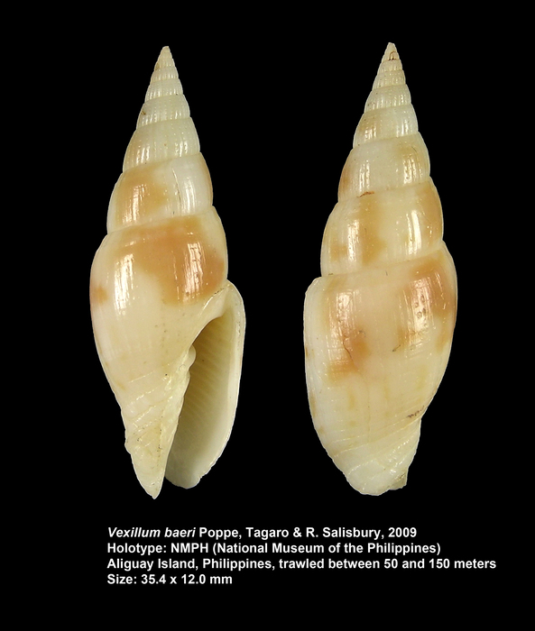 Vexillum baeri Poppe, Tagaro & R. Salisbury, 2009