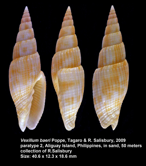 Vexillum baeri Poppe, Tagaro & R. Salisbury, 2009