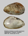 Modiolus barbatus
