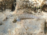 Gobius incognitus