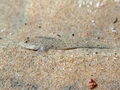 Pomatoschistus marmoratus (male)