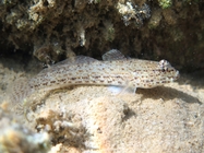 Gobius incognitus