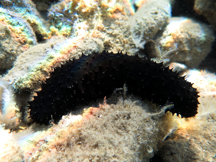 Holothuria forskali Holothuria forskali