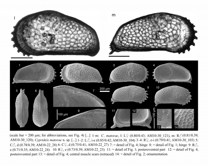 Cyprideis matorae