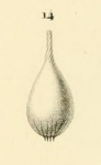 Oolina striaticollis d'Orbigny, 1839