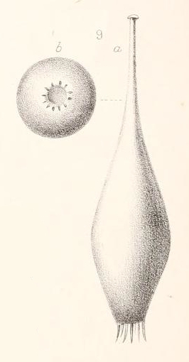 Lagena clavata var. setigera Millett, 1901