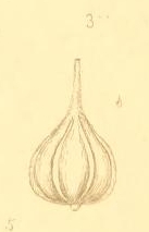 Vermiculum perlucidum Montagu, 1803