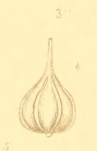 Vermiculum perlucidum Montagu, 1803 Vermiculum perlucidum Montagu, 1803