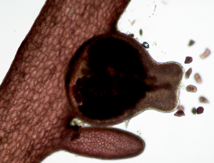 Lomentaria clavellosa Lomentaria clavellosa