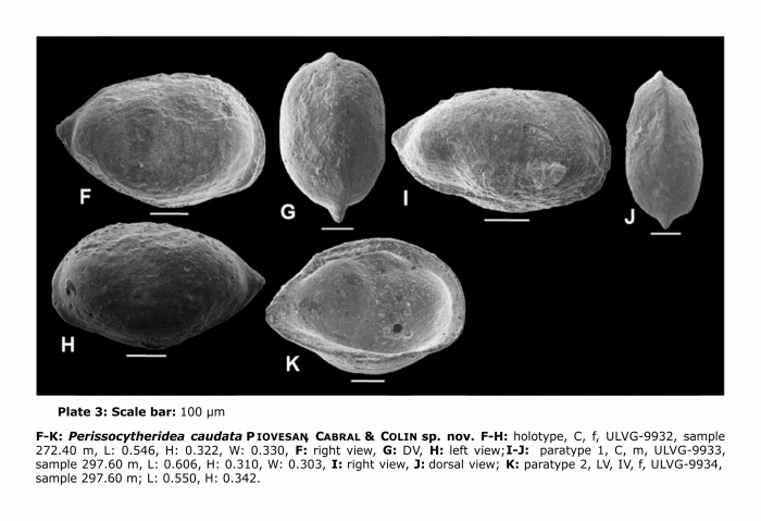 Perissocytheridea caudata