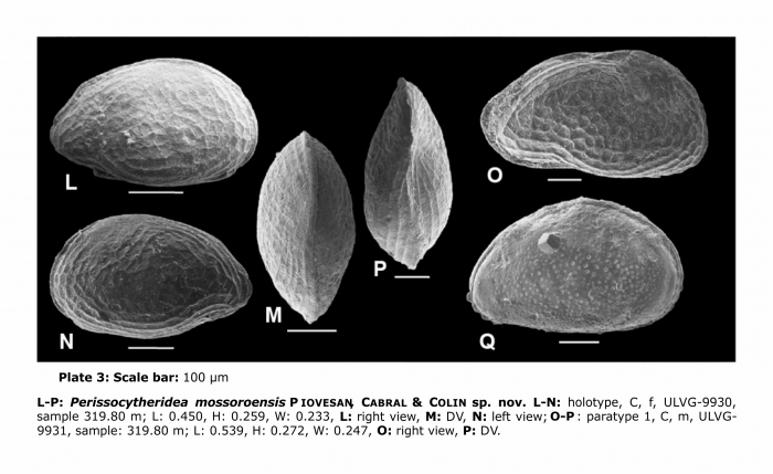 Perissocytheridea mossoroensis