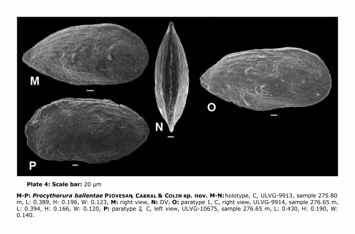 Procytherura ballentae