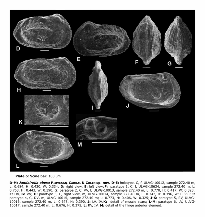 Jandairella obesa