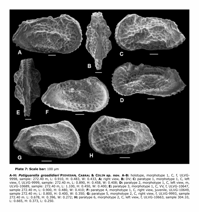 Potiguarella grosdidieri