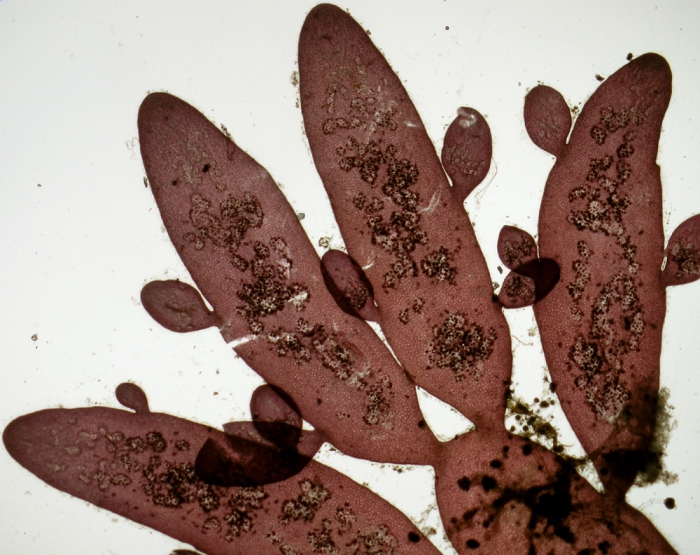 Lomentaria orcadensis Lomentaria orcadensis