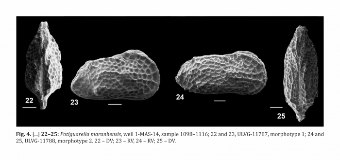 Potiguarella maranhensis