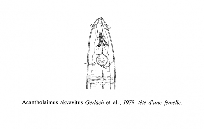 Acantholaimus akvavitus Gerlach, Schrage & Riemann, 1979