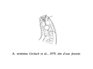 Acantholaimus arminius Gerlach, 1979