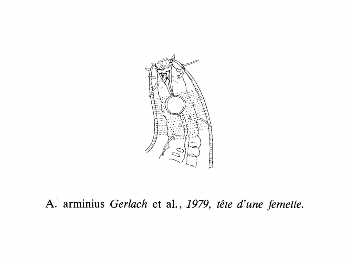 Acantholaimus arminius Gerlach, 1979 Acantholaimus arminius Gerlach, 1979