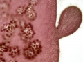 Rhodophyta (red algae)