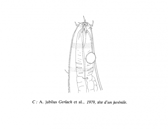 Acantholaimus iubilus Gerlach, Schrage & Riemann, 1979 Acantholaimus iubilus Gerlach, Schrage & Riemann, 1979