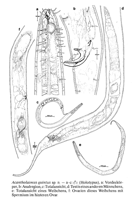 Acantholaimus quintus Gerlach, Schrage & Riemann, 1979