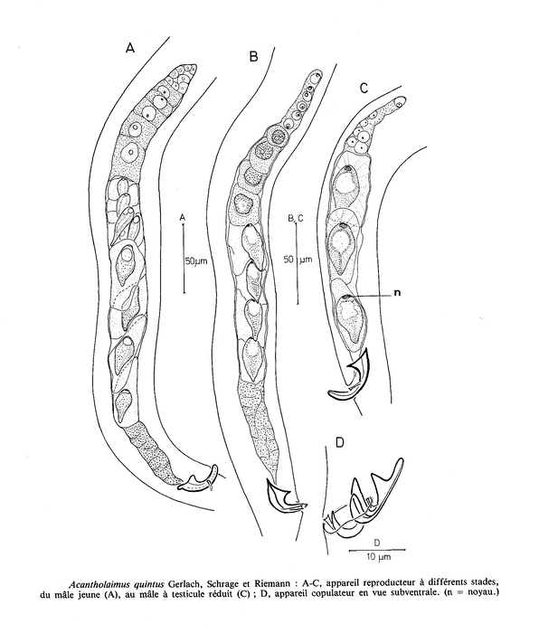 Acantholaimus quintus Gerlach, Schrage & Riemann, 1979