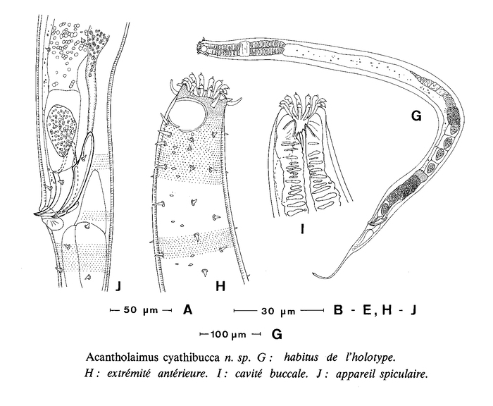 Acantholaimus cyathibucca Vivier, 1985