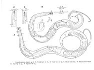 Acantholaimus elegans Jensen, 1988