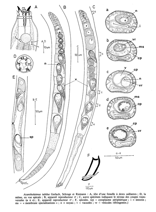 Acantholaimus iubilus Gerlach, Schrage & Riemann, 1979