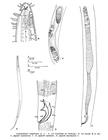 Acantholaimus longistriatus Gourbault & Vincx, 1985