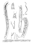 Acantholaimus macramphis Gourbault & Vincx, 1985
