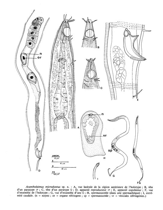 Acantholaimus microdontus Gourbault & Vincx, 1985