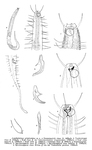 Acantholaimus polydentatus Gerlach, 1951